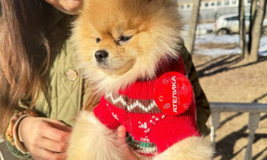 Четыре лапы